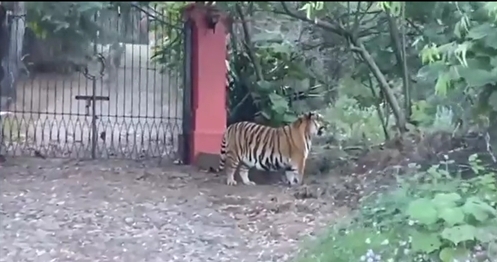 El tigre caminaba por carreteras de Jalisco El tigre caminaba por carreteras de Jalisco