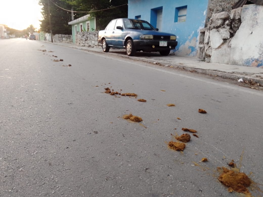 Habitantes manifestaron que el problema con el excremento de los equinos no es nuevo, pero hacia mucho tiempo no pasaba Habitantes manifestaron que el problema con el excremento de los equinos no es nuevo, pero hacia mucho tiempo no pasaba