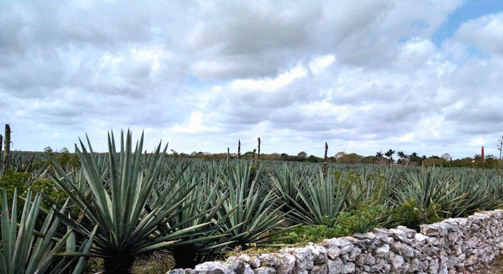 Entre las mayores dificultades que enfrentan los productores está la distribución política de los estímulos y el desinterés de los jóvenes en trabajar la tierra Entre las mayores dificultades que enfrentan los productores está la distribución política de los estímulos y el desinterés de los jóvenes en trabajar la tierra