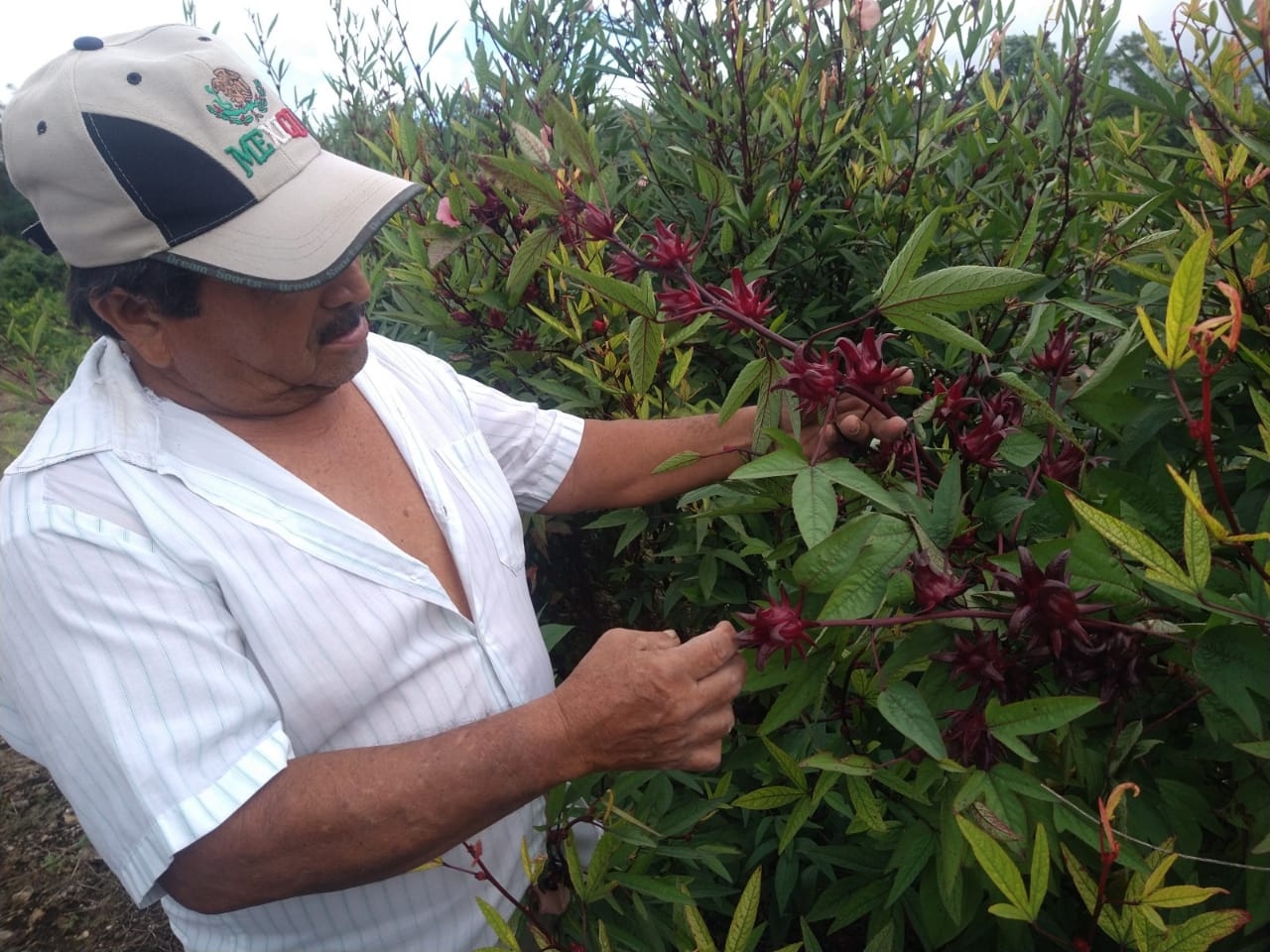 El labriego de X-Makulán explicó que la planta se adaptó al suelo y clima yucatecos