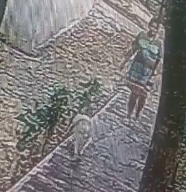 En las imágenes se muestra a la mujer pasear con sus tres perros en la Supermanzana 15 En las imágenes se muestra a la mujer pasear con sus tres perros en la Supermanzana 15