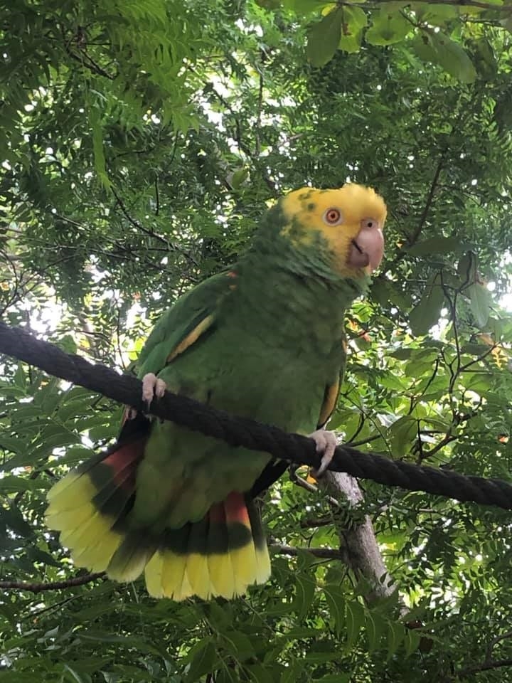 La pérdida es sensible porque el animal es una especie que está en peligro de extinción. La pérdida es sensible porque el animal es una especie que está en peligro de extinción.
