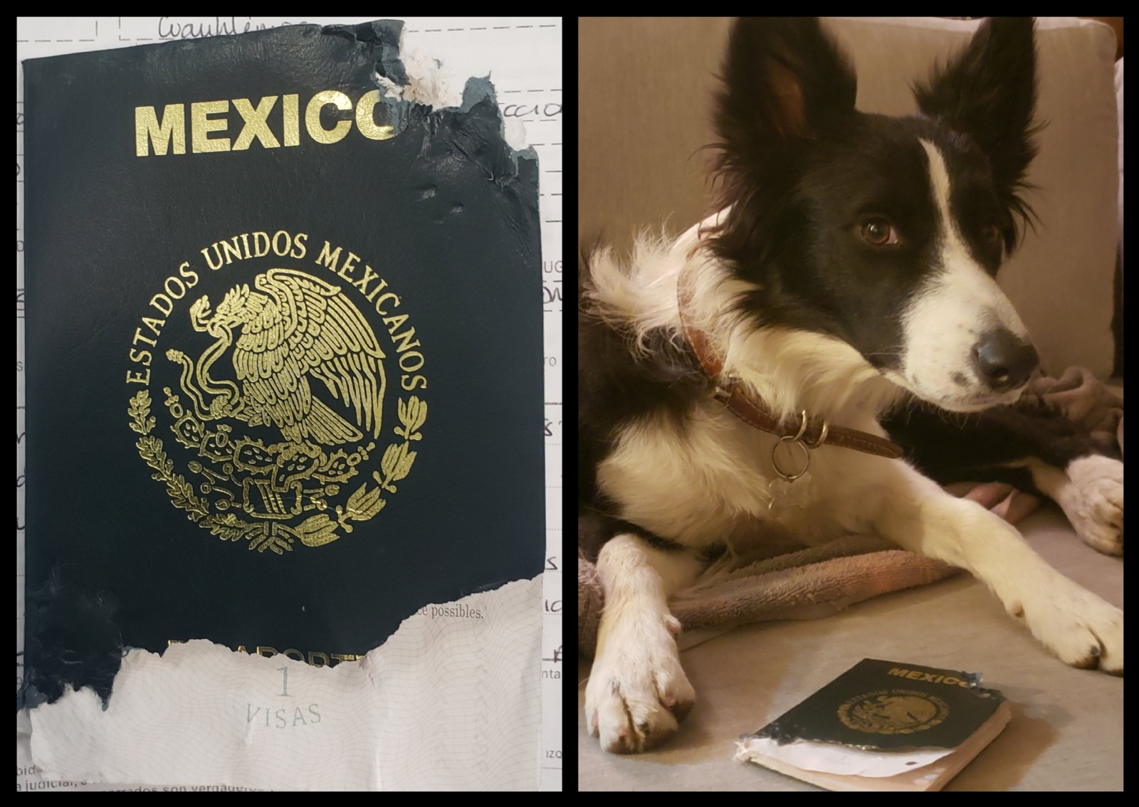 Tras los hechos Simona recibió regalos del personal de la oficina de la Secretaría de Relaciones Exteriores de Coyoacán Tras los hechos Simona recibió regalos del personal de la oficina de la Secretaría de Relaciones Exteriores de Coyoacán