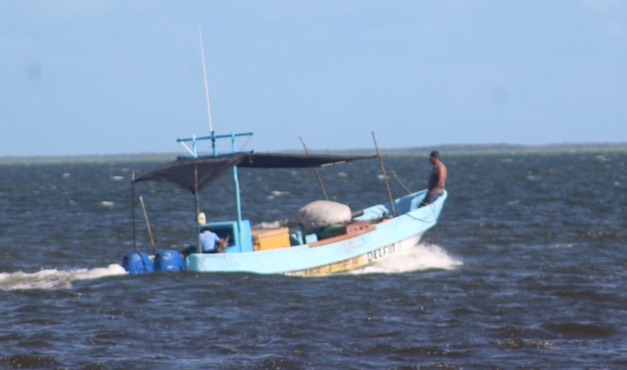 Entre las especies que cuya pesca entrará en prohibición están el pulpo en diciembre, lo que afectaría sus ganancias Entre las especies que cuya pesca entrará en prohibición están el pulpo en diciembre, lo que afectaría sus ganancias