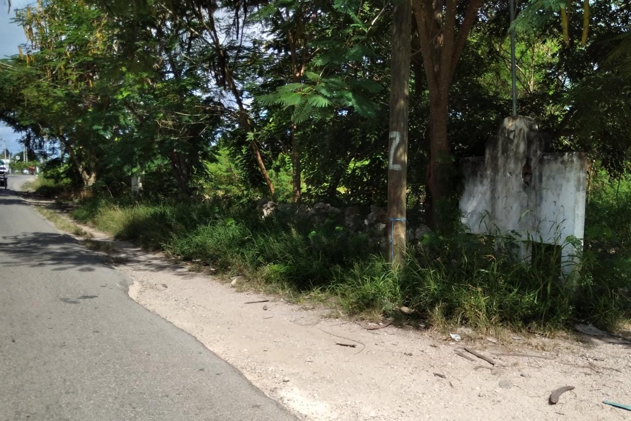 Vecinos de Kanasín denuncian envenenamiento masivo de animales