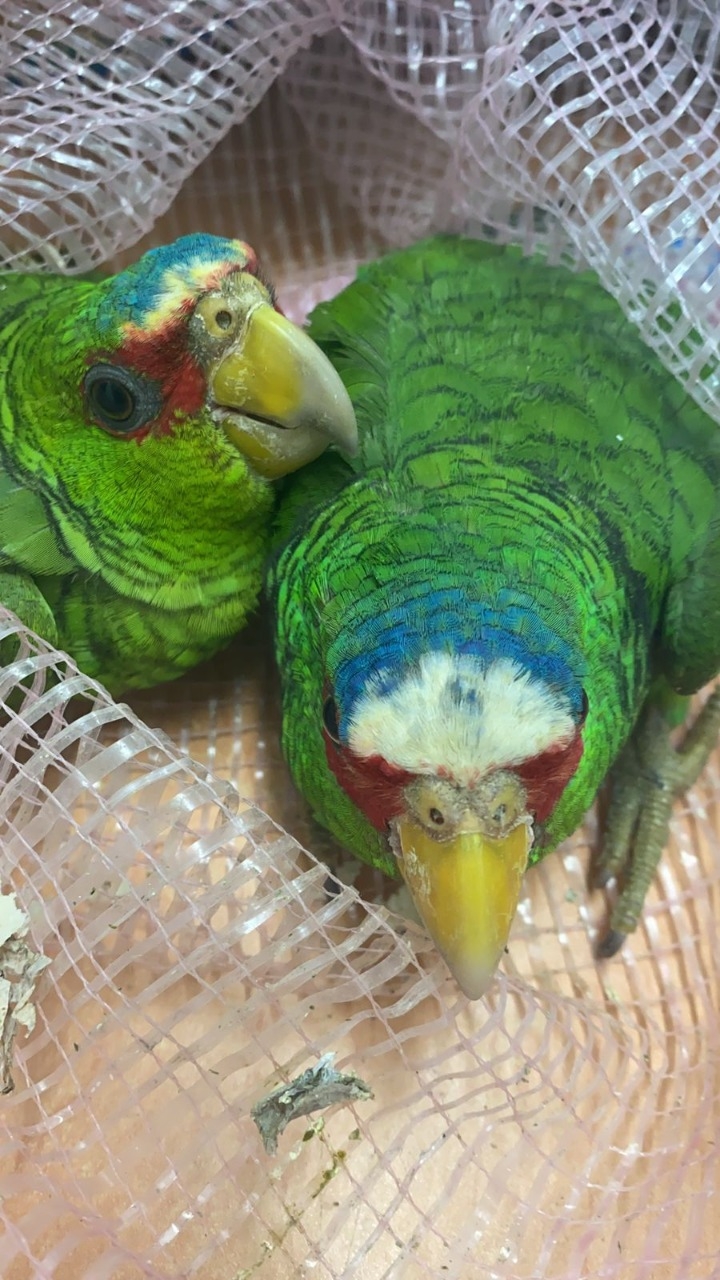 Las aves fueron trasladadas a las instancias correspondientes para su resguardo y protección
