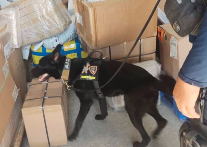 Perro policía encuentra caja con marihuana en empresa de paquetería de Playa del Carmen