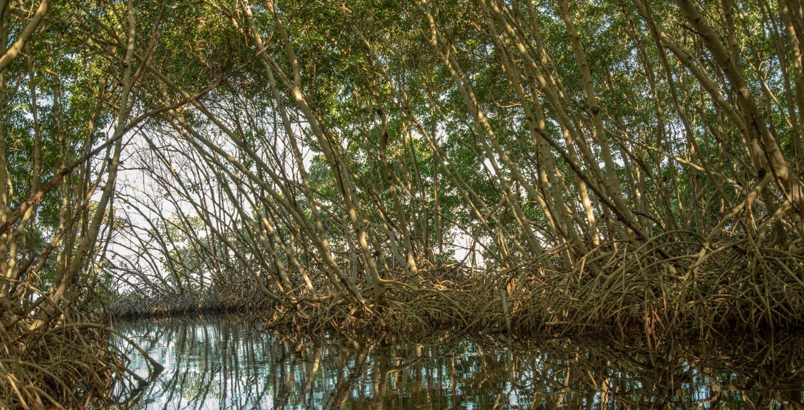 El objetivo es establecer una iniciativa que apoye a la conservación