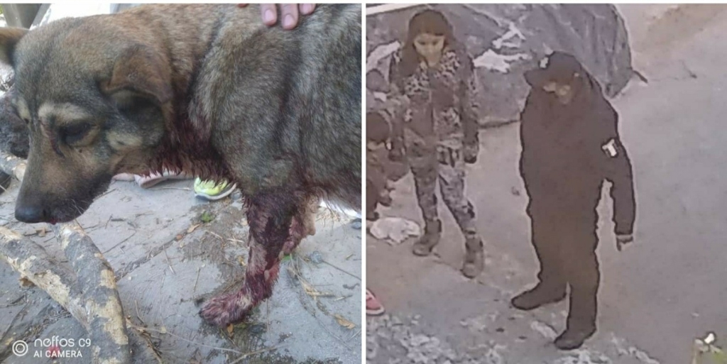 ‘Loba’, como se llama la perrita, le gruñó al uniformado y éste le disparó y posteriormente le pateó la cabeza, dejando al animal al borde de la muerte
‘Loba’, como se llama la perrita, le gruñó al uniformado y éste le disparó y posteriormente le pateó la cabeza, dejando al animal al borde de la muerte