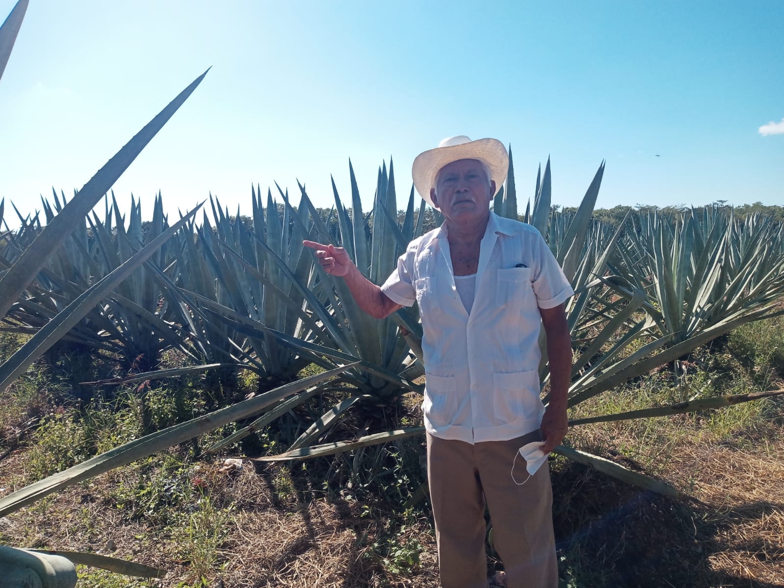 Los campesinos creen en el henequén, ya que es una materia prima de vital importancia para todos Los campesinos creen en el henequén, ya que es una materia prima de vital importancia para todos