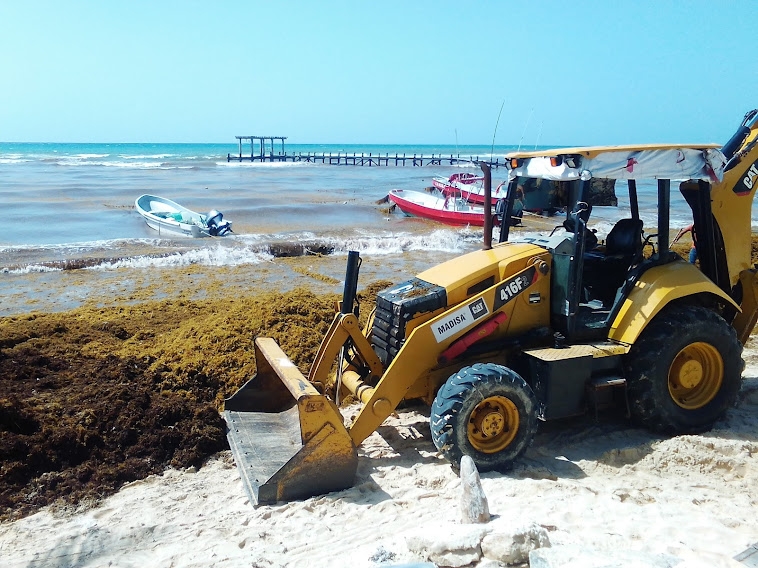 Los recursos deberá aplicarse en obra pública n en caso de que no exista un recale masivo de sargazo en Playa del Carmen Los recursos deberá aplicarse en obra pública n en caso de que no exista un recale masivo de sargazo en Playa del Carmen