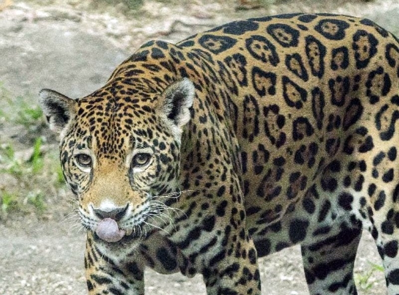 El 84% de estos felinos habitan las selvas altas del área; el resto se halla en las partes bajas