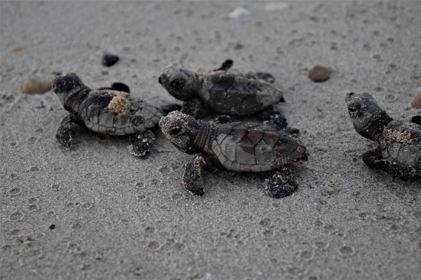 En el 2009, esta especie registró mil 62 nidos menos de los dos mil 294 contabilizados un año atrás