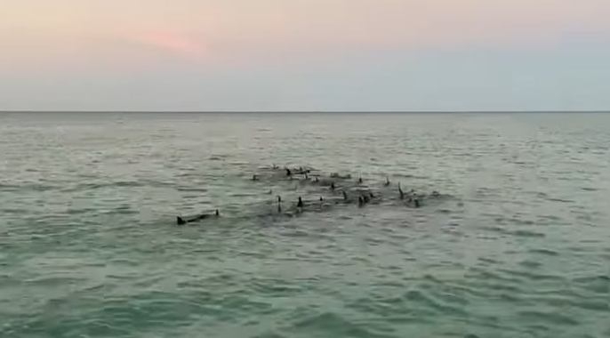 Los delfines fueron avistados cerca de Punta Mosquito, y luego en Holbox, ubicada en la Zona Norte de Quintana Roo