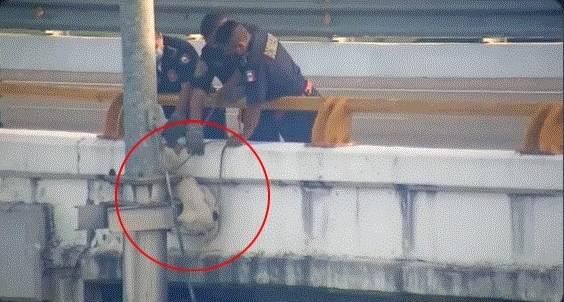 El rescate se logró realizar gracias al reporte de los ciudadanos yucatecos que lograron ver al perrito atrapado