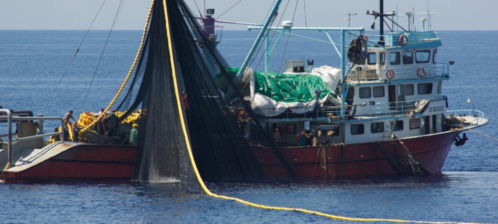 El navío fue incautado por no usar los dispositivos excluidores de tortugas en Mazatlán El navío fue incautado por no usar los dispositivos excluidores de tortugas en Mazatlán