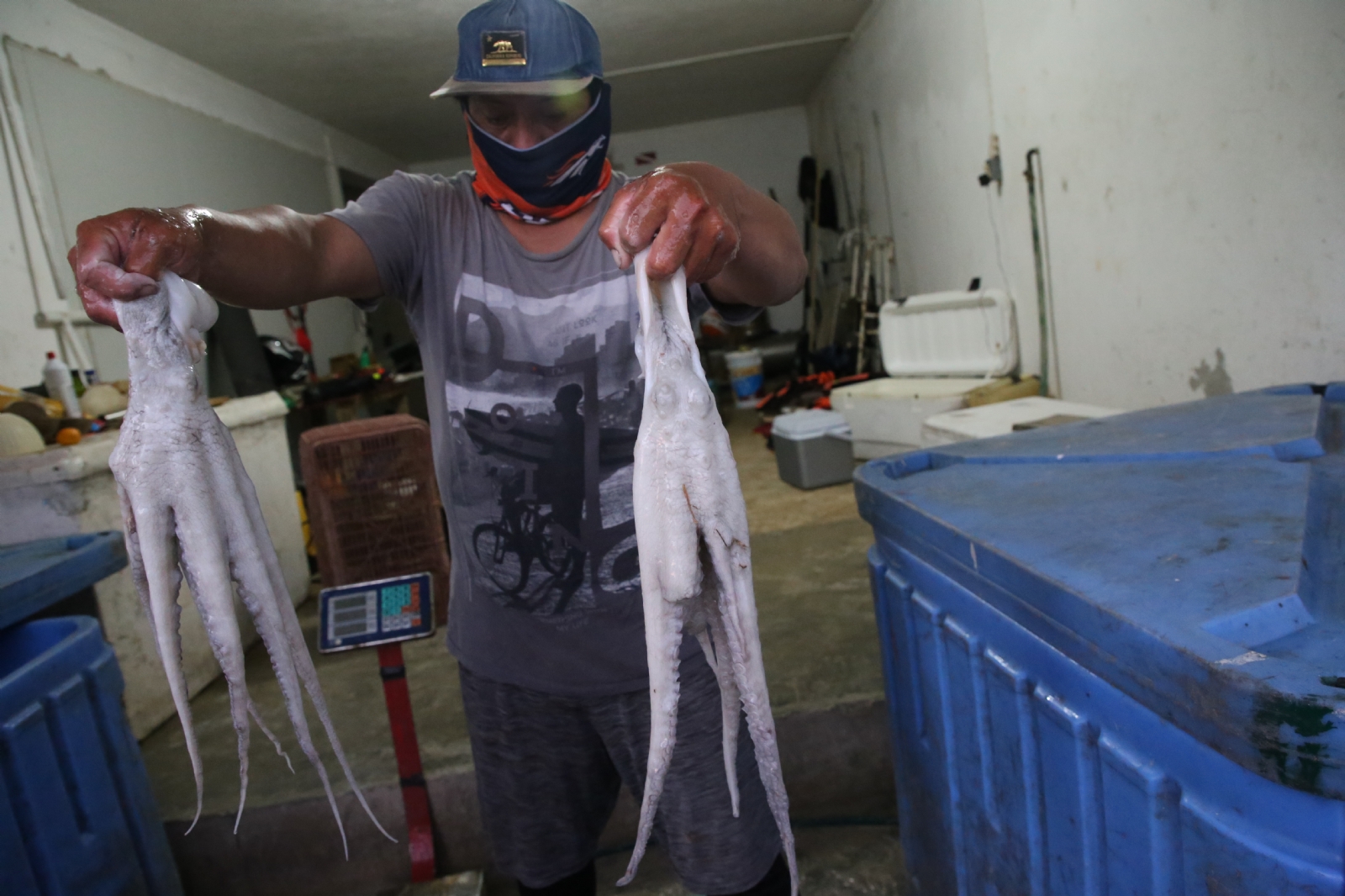 Lo que más ha ayudado a los pescadores a recuperarse del embate económico es la elevación del precio del pulpo este año
