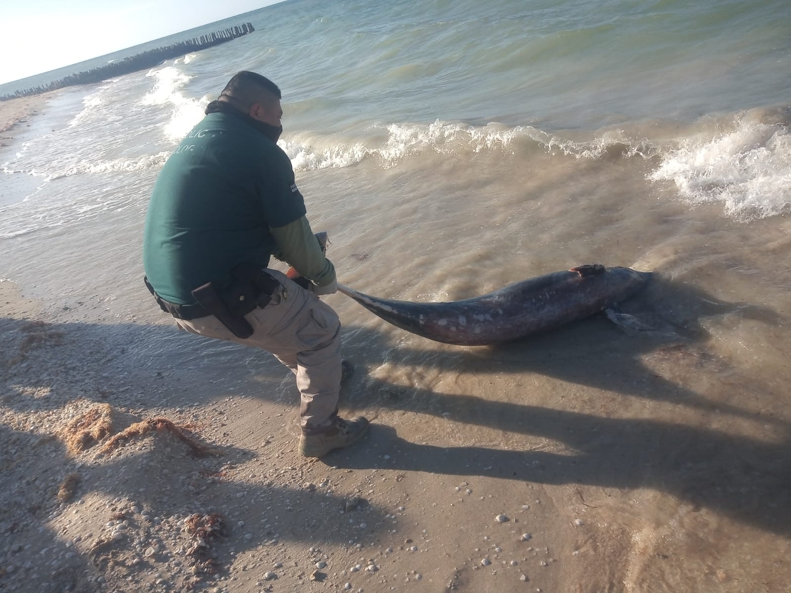 Biólogos marinos arribarán a Chelem y Chuburná para realizar las necropsias a los delfines muertos