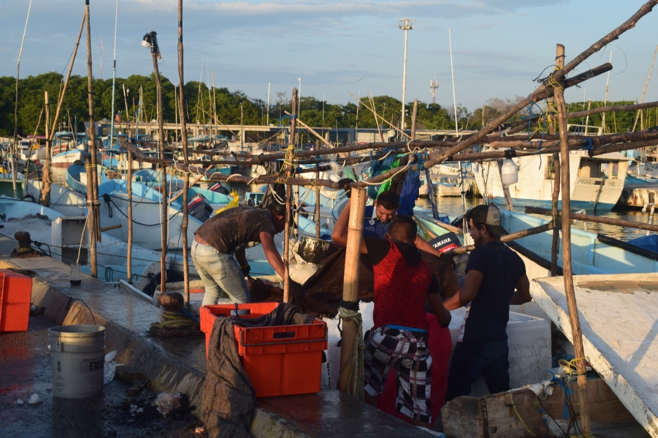 A 24 horas de que concluya la temporada los hombres de mar partieron en busca del octópodo ante el alza en el producto A 24 horas de que concluya la temporada los hombres de mar partieron en busca del octópodo ante el alza en el producto