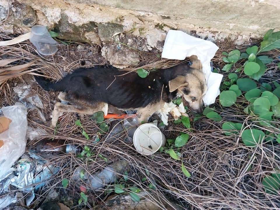 Legista exhibirá el perfil del sujeto que actuó con crueldad el día 6 en Comichén