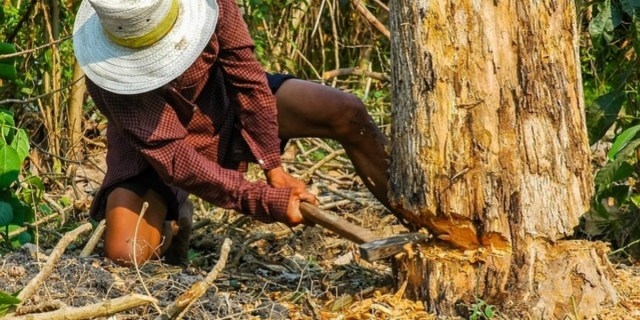 Los casos de tráfico de madera solo se han dado en Mérida