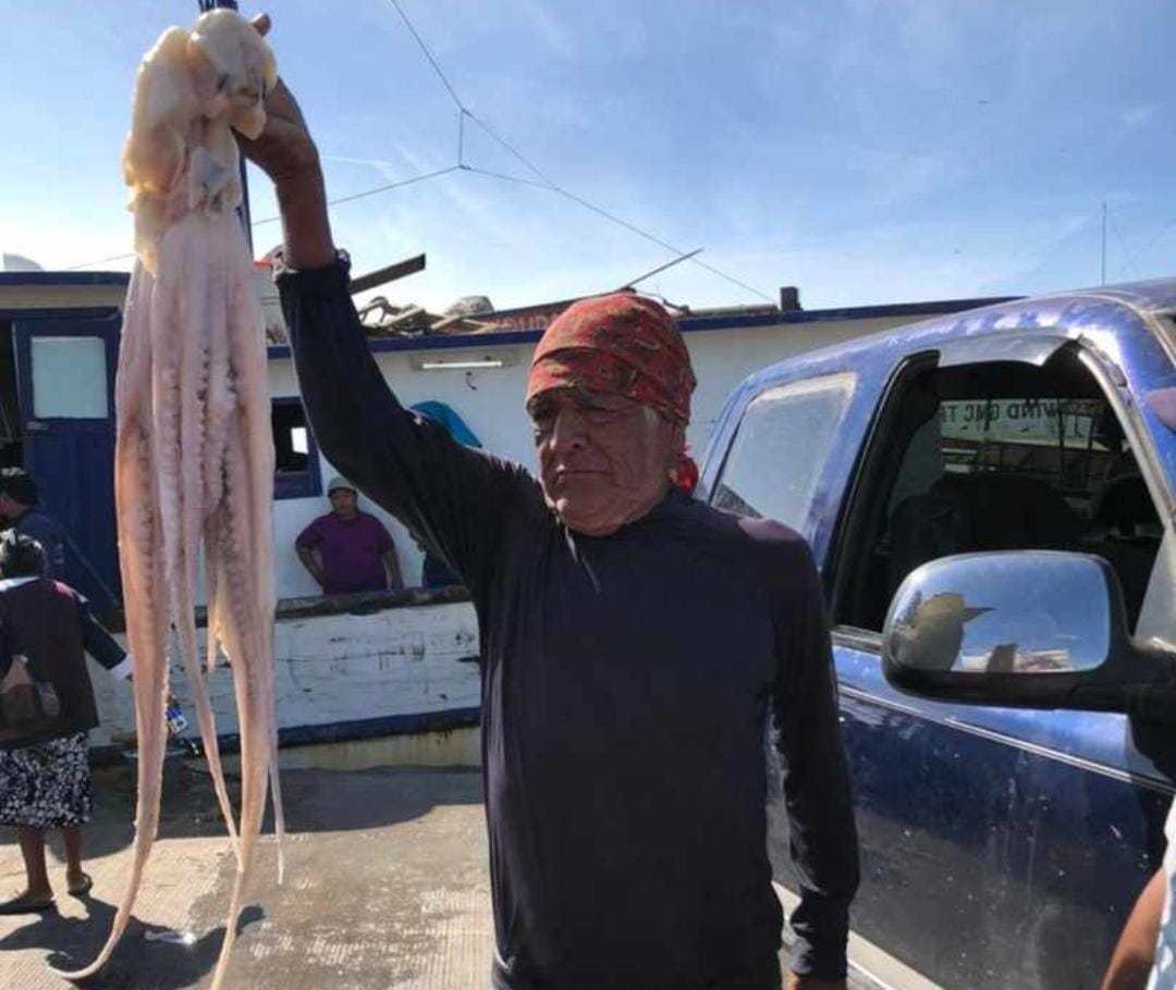 El molusco alcanzó un precio récord de 175 pesos el kilo
