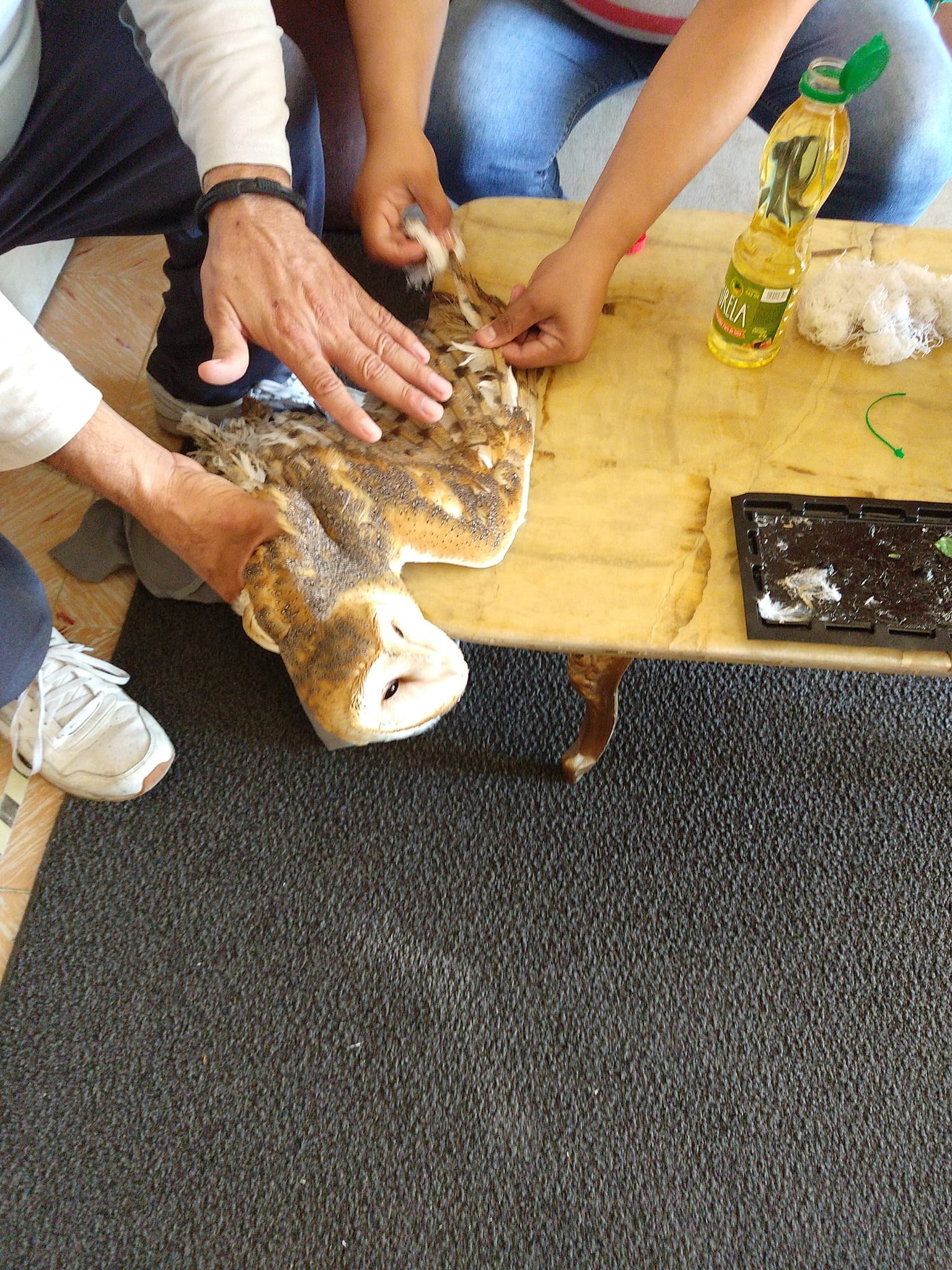 El joven de nombre Jesús Briceño encontró a un ejemplar de lechuza que se encontraba herida por tener dos trampas de rata, una en cada ala