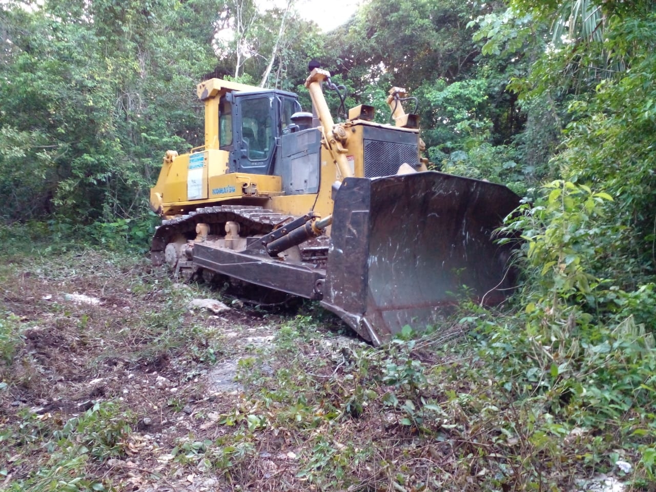 Con máquina de trascabo, presuntos invasores derribaron decenas de árboles en comunidades de Playa del Carmen Con máquina de trascabo, presuntos invasores derribaron decenas de árboles en comunidades de Playa del Carmen
