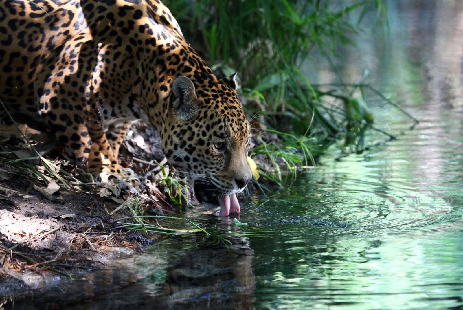 La deforestación es una gran amenaza para esta especie