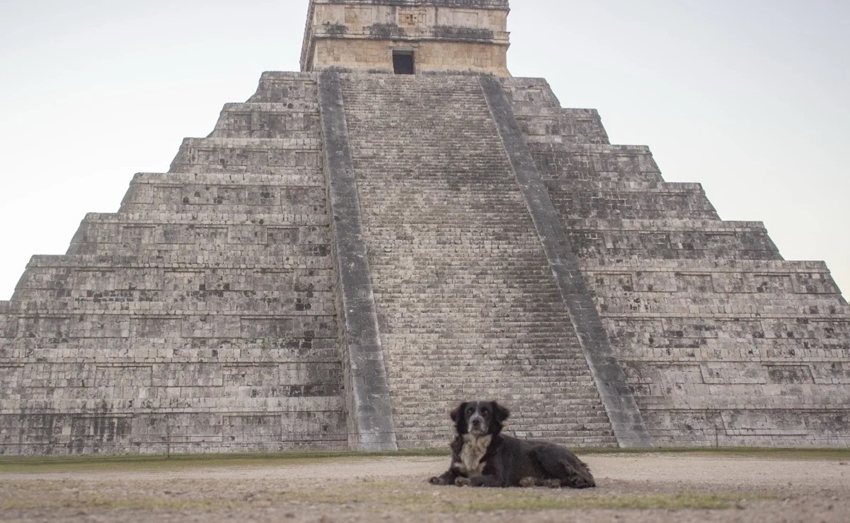 En los últimos meses ha llamado la atención la presencia de esos perritos en el afamado sitio arqueológico que visitan turistas En los últimos meses ha llamado la atención la presencia de esos perritos en el afamado sitio arqueológico que visitan turistas
