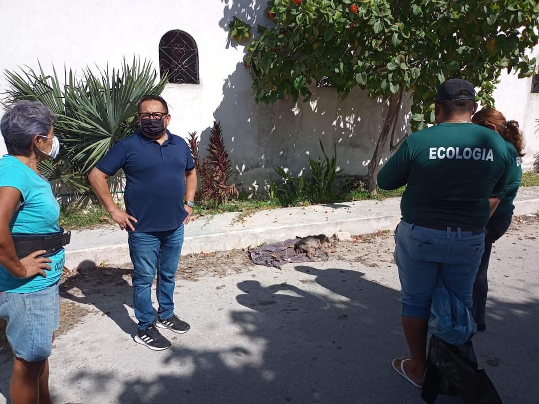 Aumentan casos de perros envenenados en Chicxulub; ya buscan a los culpables