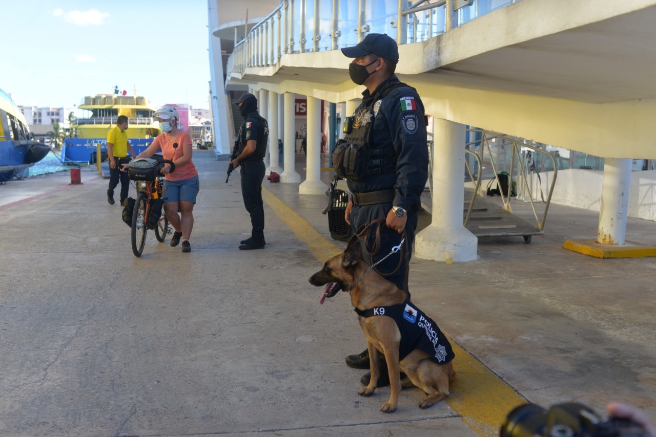 Perros policías operarían de manera ilegal en Cozumel; aquí la razón
