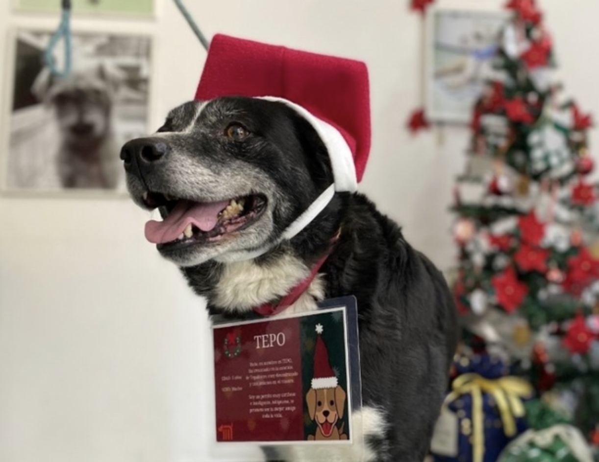 Tepo encabeza la misión para entregar las cartas a los Reyes Magos. Foto: Metros CDMX