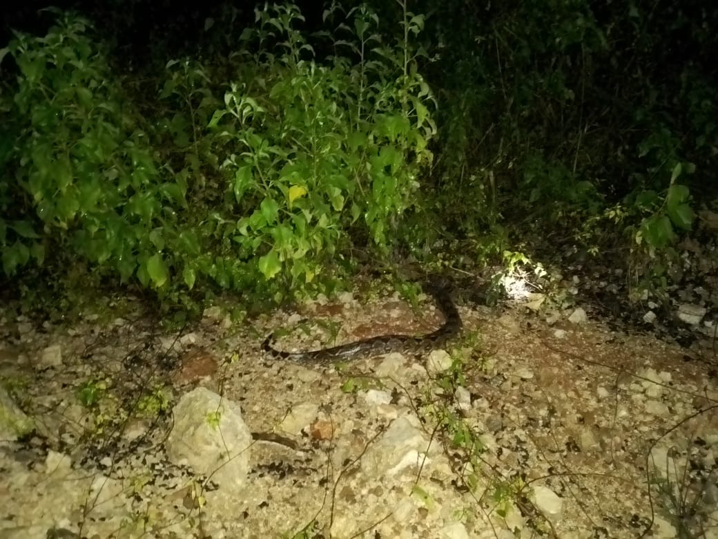 Enorme serpiente aparece dentro de un predio en Tizimín