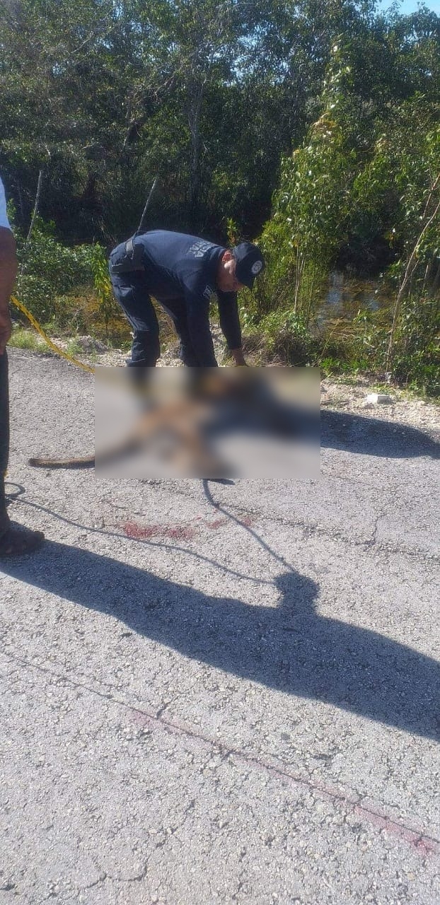El automovilista se dio a la fuga tras atropellar al puma y dejarlo a su suerte sufriendo