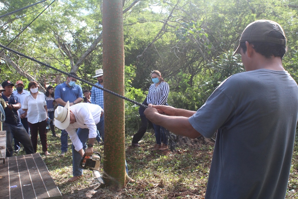 El sacerdote maya y el Alcalde de Tizimín, cortaron la ceiba, según la tradición