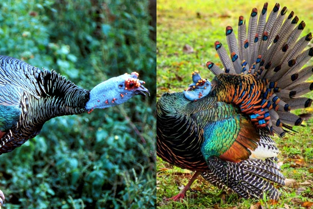 El Pavo Ocelado tiene pequeñas poblaciones distribuidas en el Sur de México y partes de América Central El Pavo Ocelado tiene pequeñas poblaciones distribuidas en el Sur de México y partes de América Central