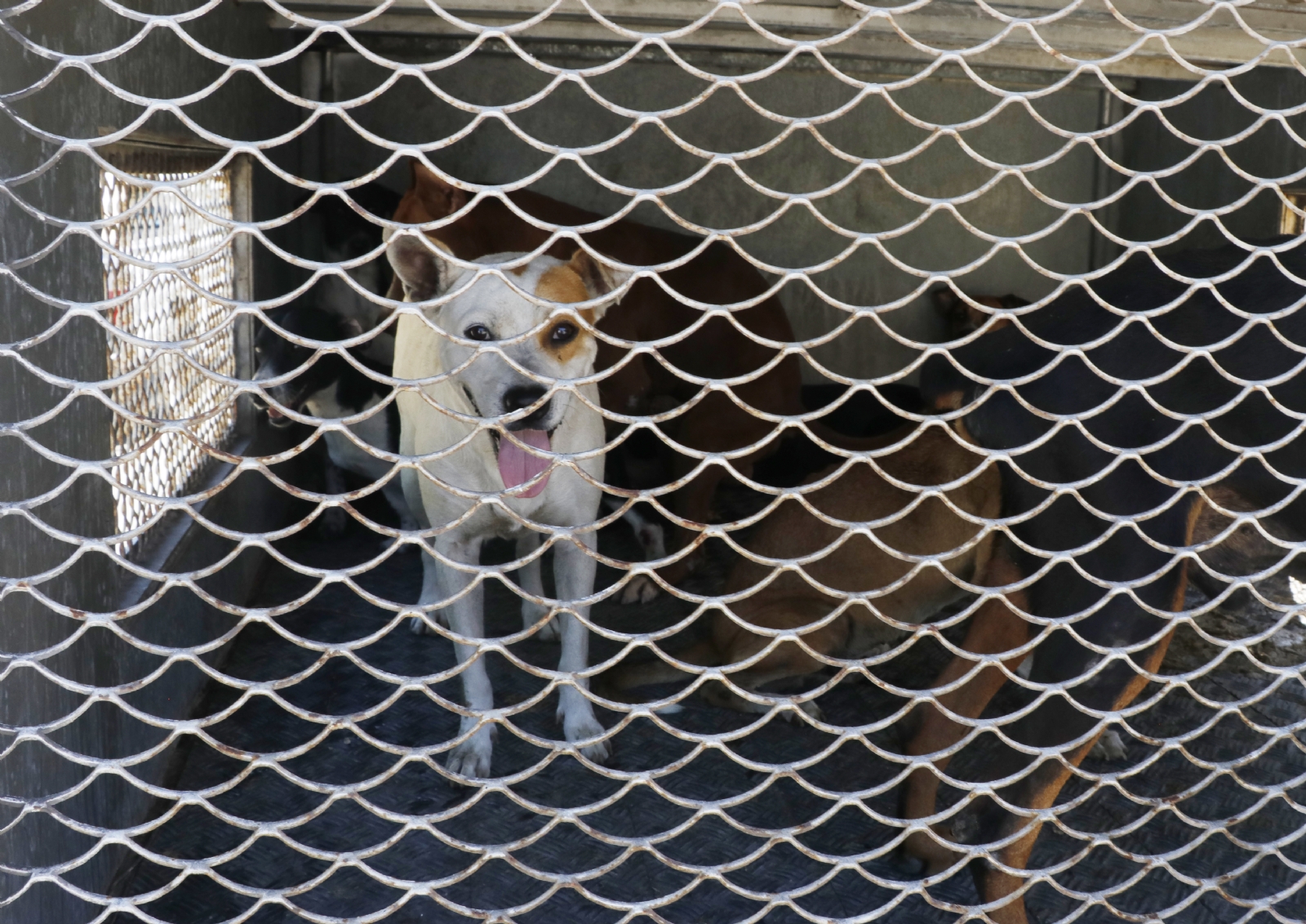 “Sanando Corazones Perrunos” logró este año la esterilización de 150 canes en abandono “Sanando Corazones Perrunos” logró este año la esterilización de 150 canes en abandono