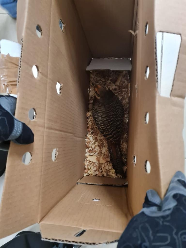 Los faisanes llegaron al aeropuerto de Mérida dentro de unas cajas con aserrín y orificios