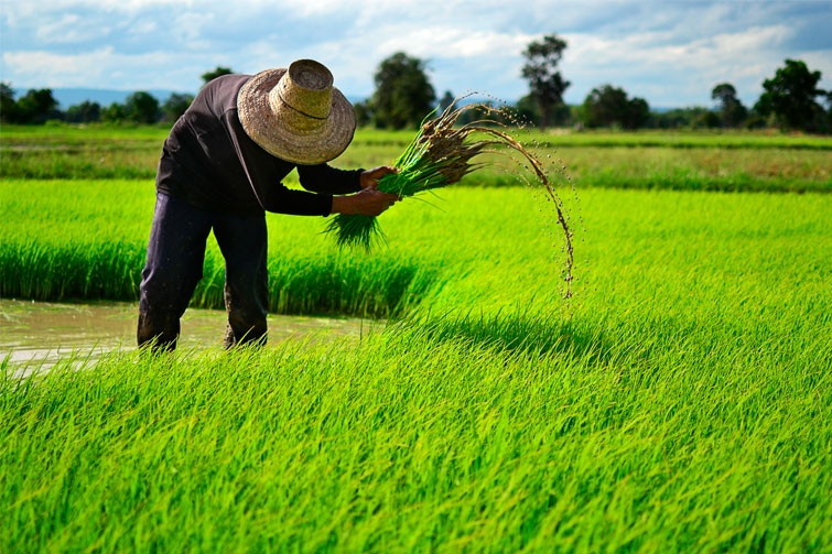 Por la riqueza natural que posee el campo campechano, sumado a los apoyos, la Entidad se ha consolidado como una de las principales potencias en producción de alimentos