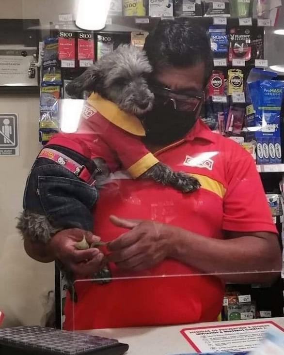 La imagen del animalito con su uniforme ha enternecido las redes sociales La imagen del animalito con su uniforme ha enternecido las redes sociales