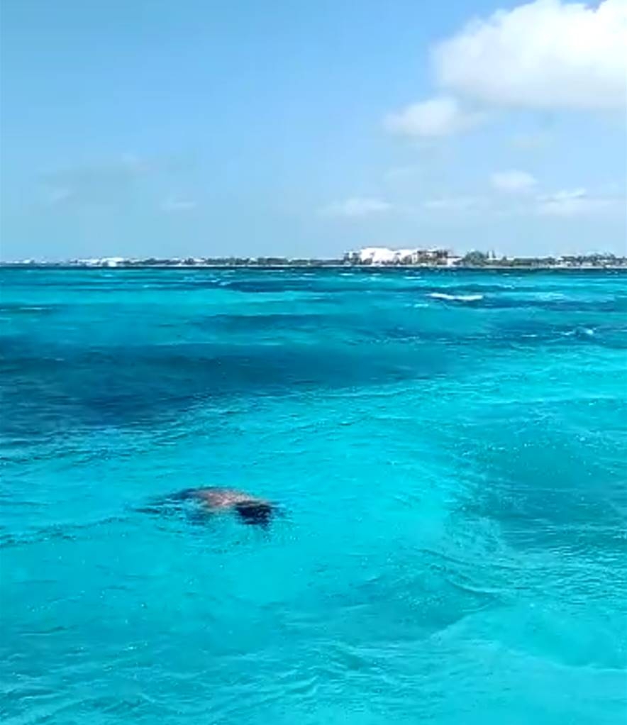 El cadáver fue rescatado en Playa Lancheros en la Isla El cadáver fue rescatado en Playa Lancheros en la Isla
