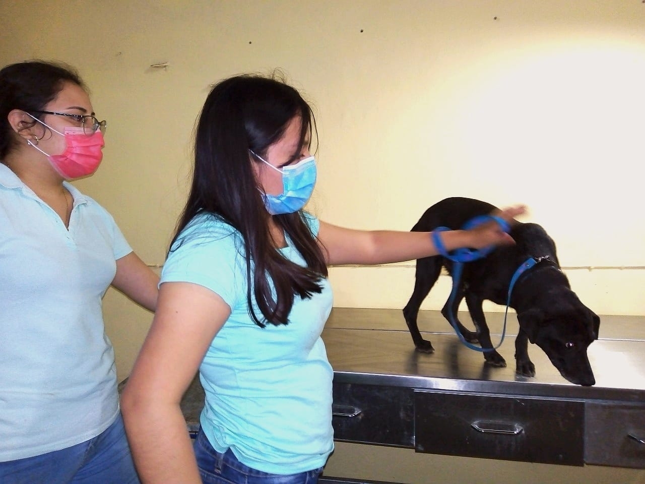 La mascota fue valorada en una veterinaria, donde se dijo que goza de buena salud y sus crías nacerán a fin de mes La mascota fue valorada en una veterinaria, donde se dijo que goza de buena salud y sus crías nacerán a fin de mes