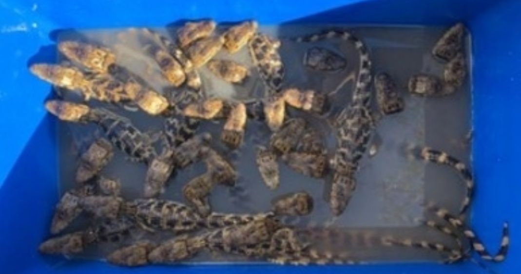 Los 39 cocodrilos estaban adentro de una hielera de unicel rumbo a Chiapas Los 39 cocodrilos estaban adentro de una hielera de unicel rumbo a Chiapas