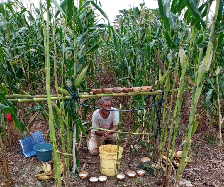 El cambio climático ha sido uno de los factores que ha perjudicado el cultivo de la milpa