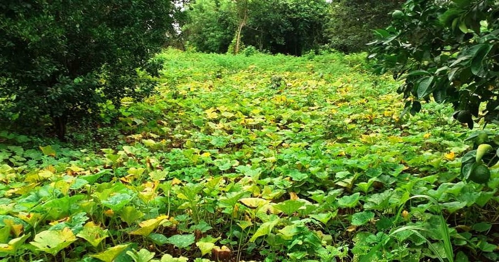 Las 'cabañuelas mayas' ayudan al agricultor a decidir qué hacer en el año Las 'cabañuelas mayas' ayudan al agricultor a decidir qué hacer en el año