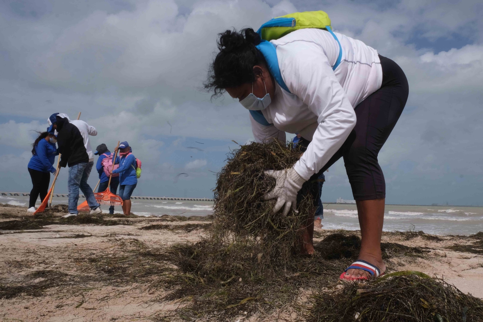 Según la Secretaría de Desarrollo Sustentable de Yucatán, en 2018 se recolectaron 85 mil metros cúbicos de sargazo Según la Secretaría de Desarrollo Sustentable de Yucatán, en 2018 se recolectaron 85 mil metros cúbicos de sargazo