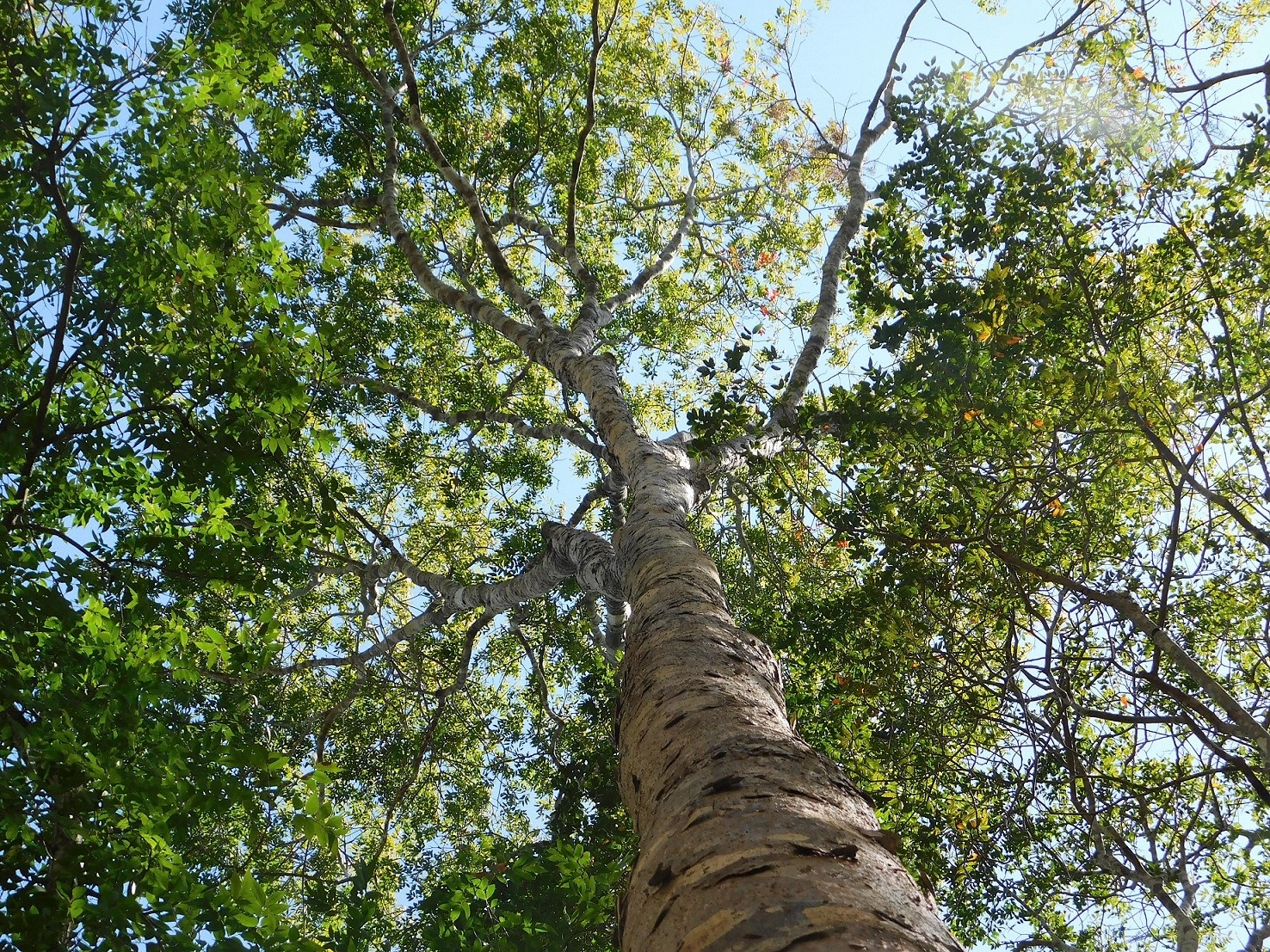 Jardín botánico 'el Tormento', un tesoro en la selva de Campeche