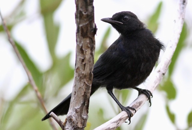 Cinco aves endémicas de la Península de Yucatán