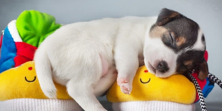Edad, raza y otros factores que influyen en las horas de sueño de los perros